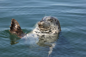 seal in casco  | harbor tour portland maine