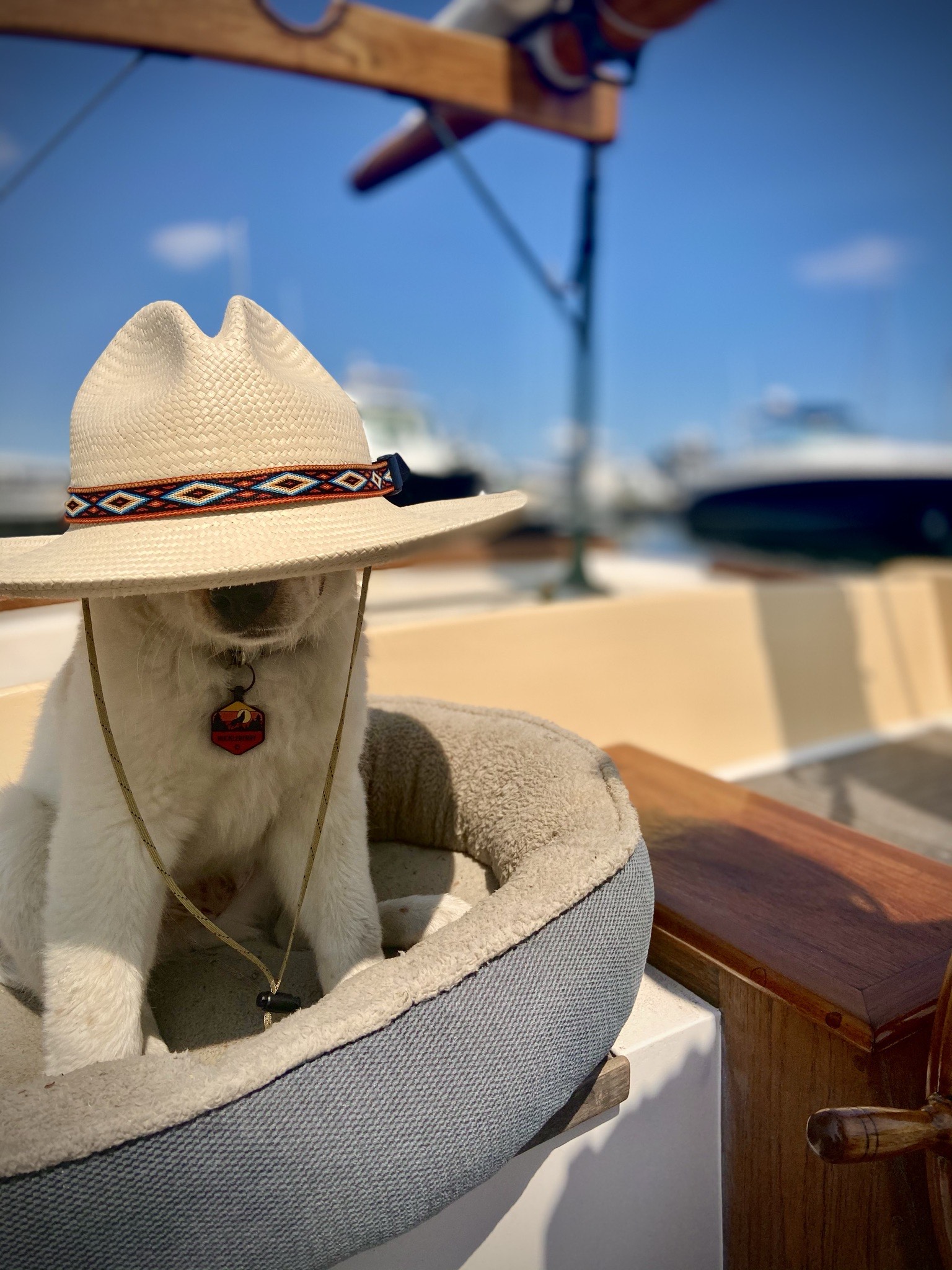 Meet Huckleberry, Our New CoCaptain! Sailing Charters Portland Maine